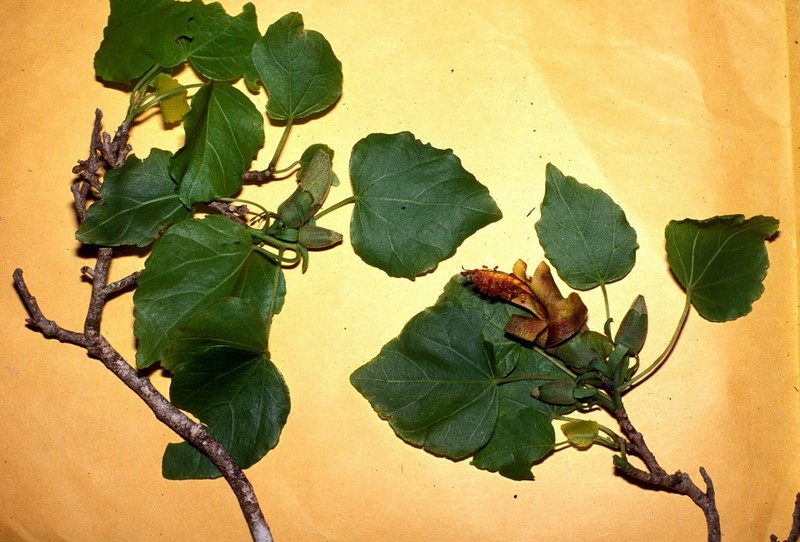 Wood's Hau Kuahiwi photo 5