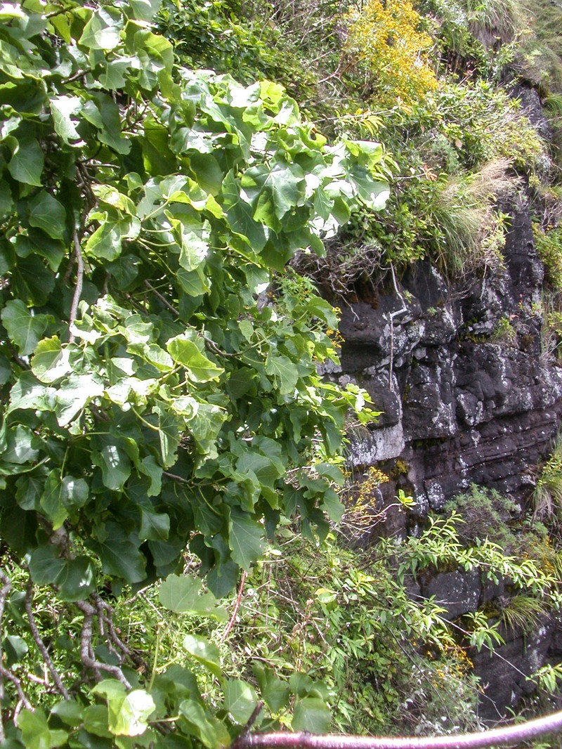 Wood's Hau Kuahiwi photo 6