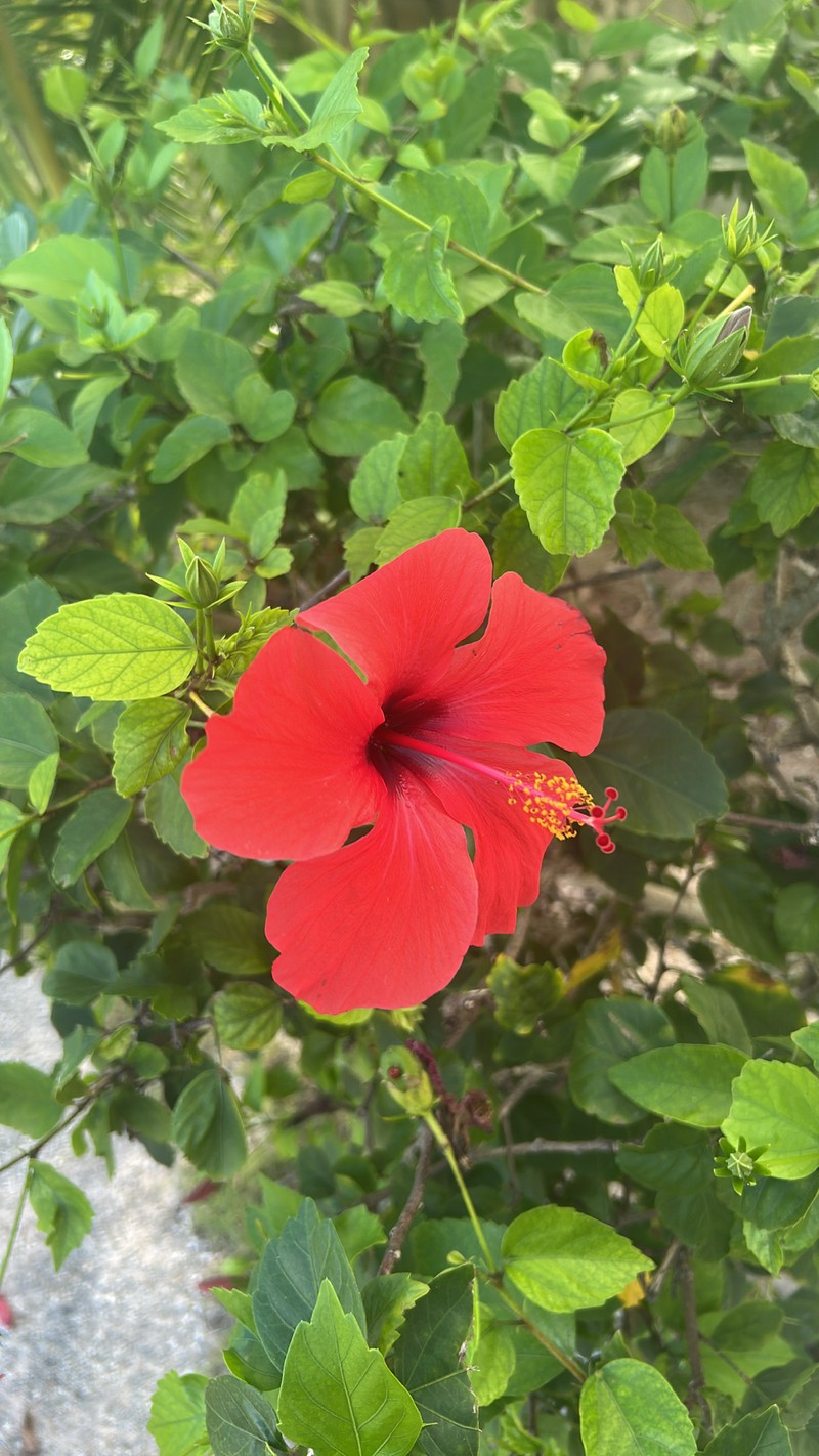 Shoeblackplant