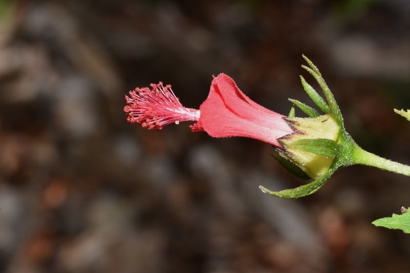 Hibiscus acapulcensis