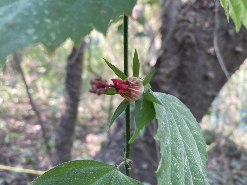 Hibiscus acapulcensis photo 2