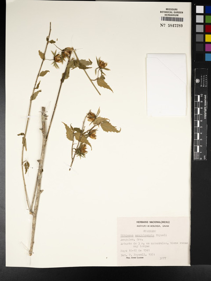 Hibiscus acapulcensis photo 4