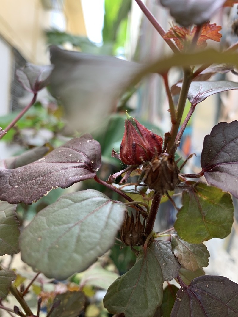 African Rosemallow photo 3