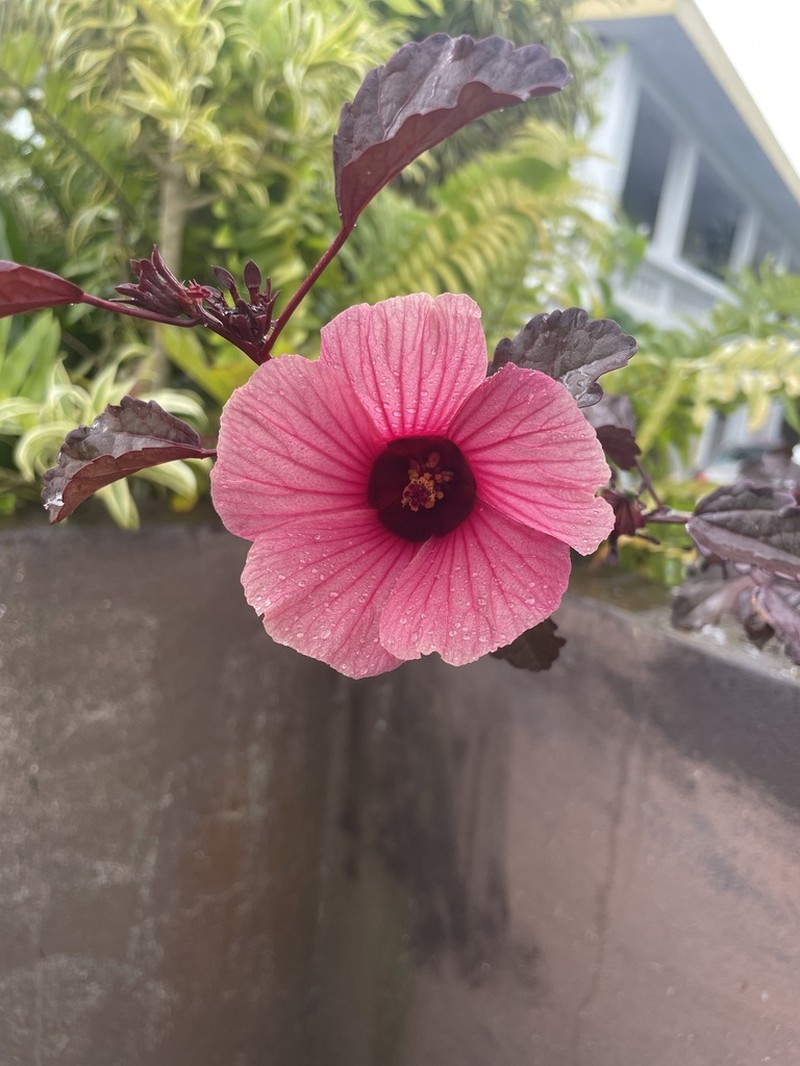 African Rosemallow photo 4