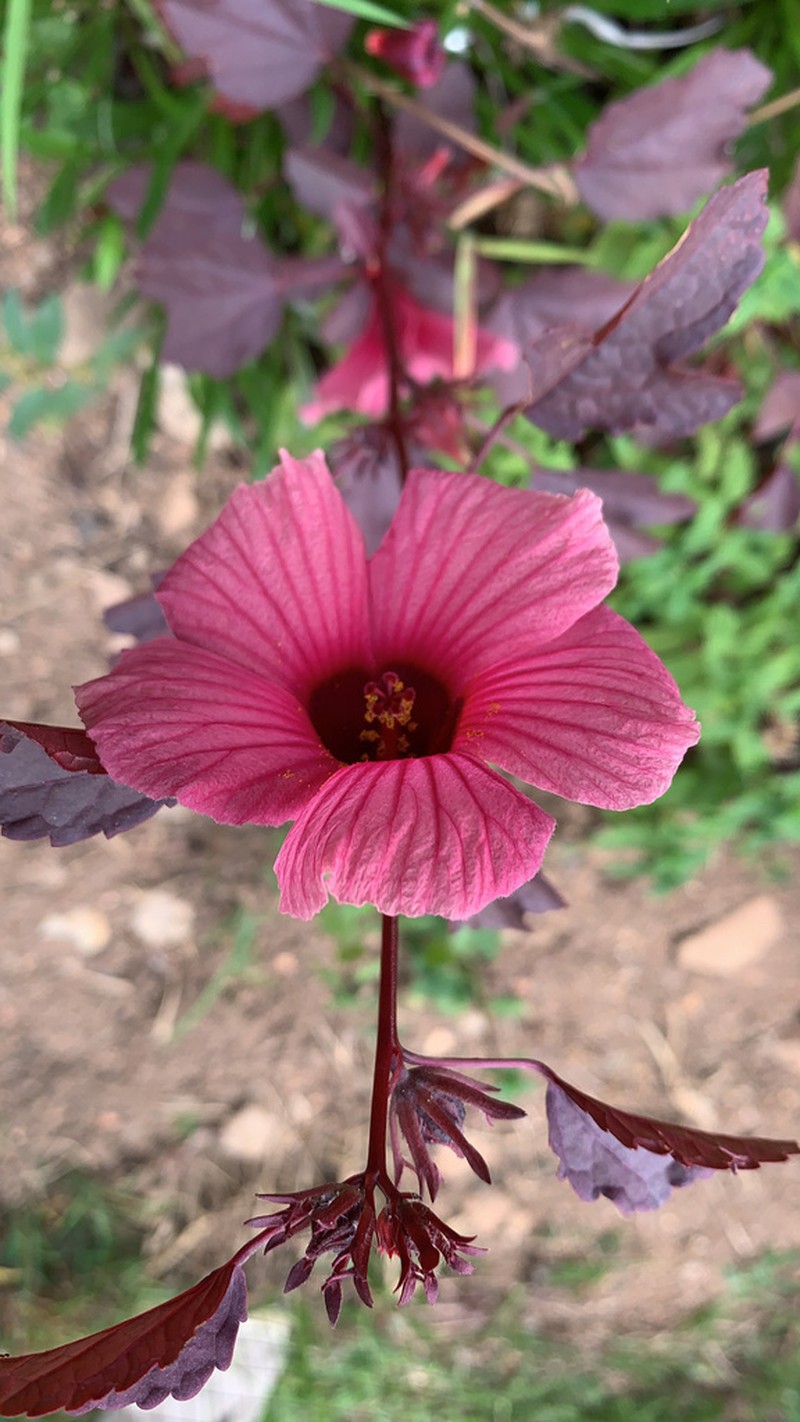 African Rosemallow photo 6