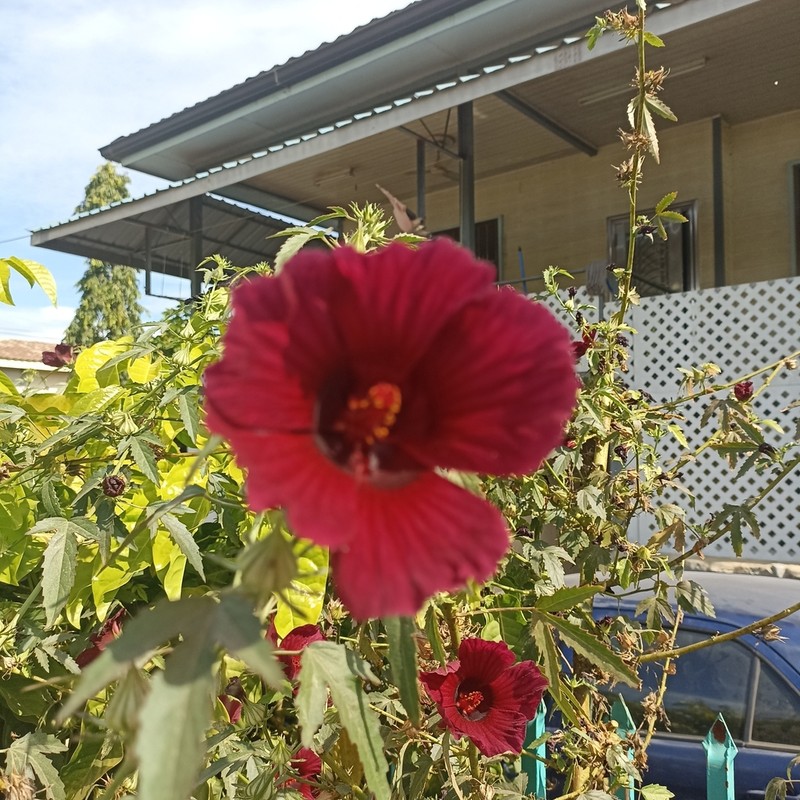 African Rosemallow photo 9