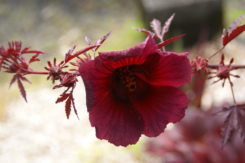African Rosemallow photo 2