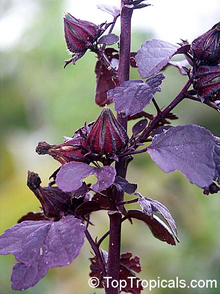 African Rosemallow photo 3