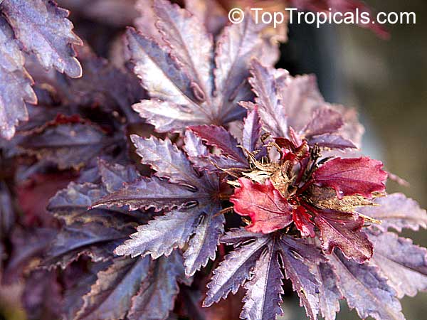 African Rosemallow photo 4