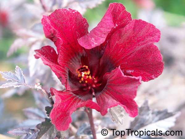 African Rosemallow photo 5