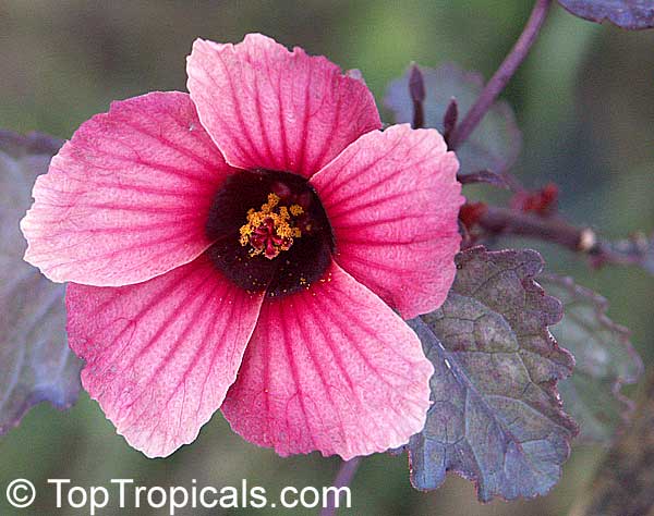 African Rosemallow photo 6
