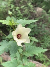 Hibiscus acicularis