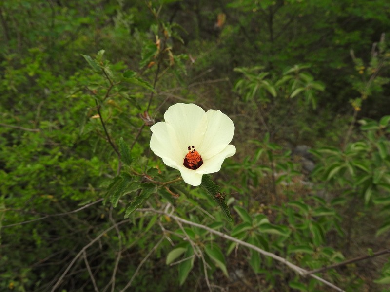 Hibiscus acicularis photo 2