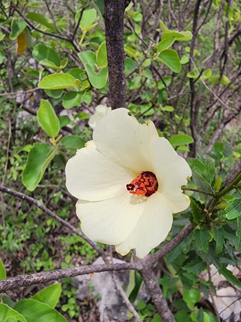 Hibiscus acicularis photo 3