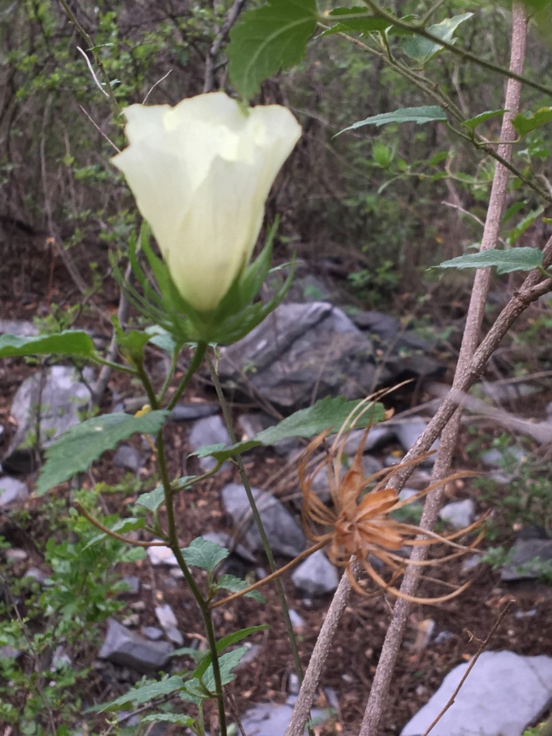Hibiscus acicularis photo 4