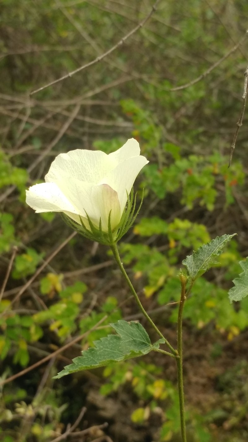 Hibiscus acicularis photo 5