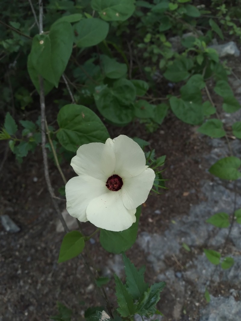 Hibiscus acicularis photo 6