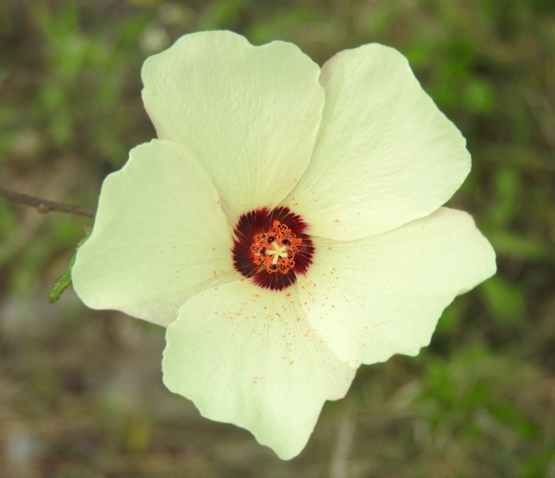 Hibiscus acicularis photo 7