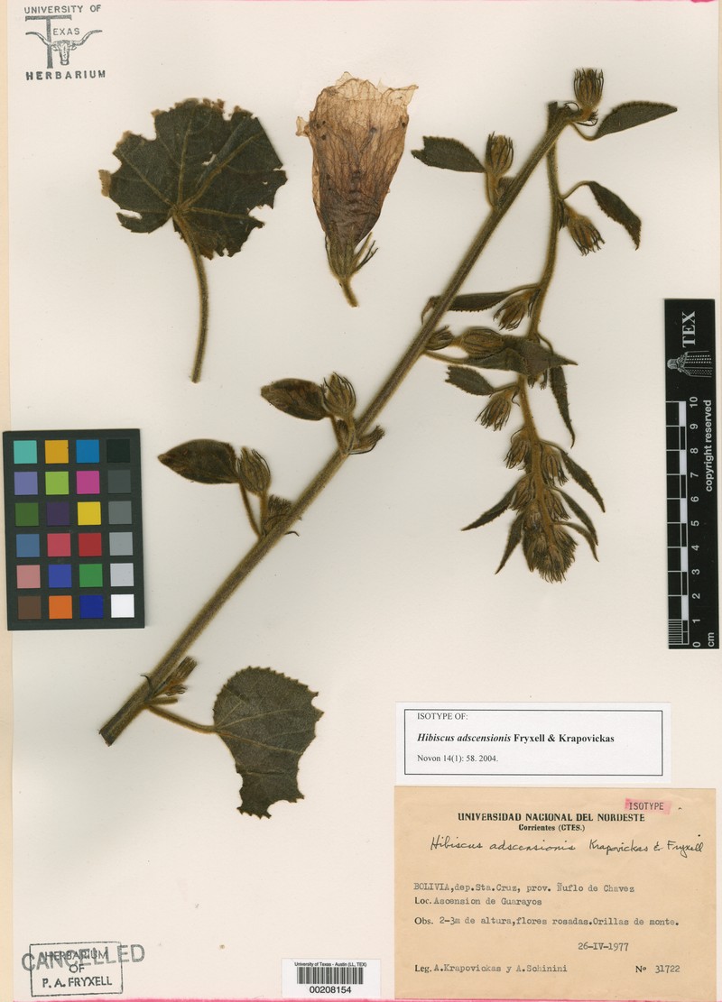 Hibiscus adscensionis