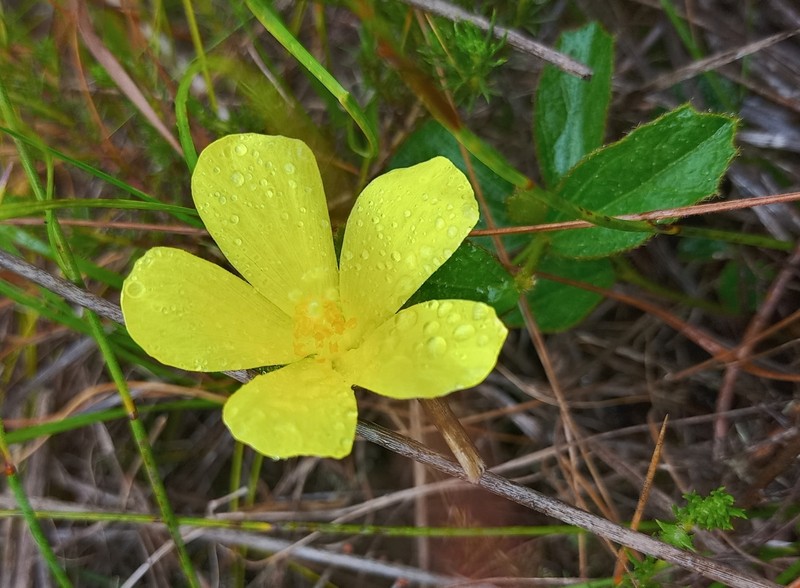 Hibiscus aethiopicus
