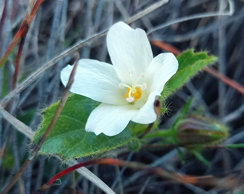 Hibiscus aethiopicus photo 2
