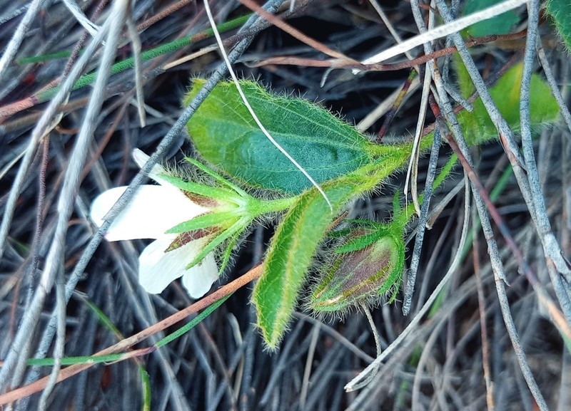 Hibiscus aethiopicus photo 3