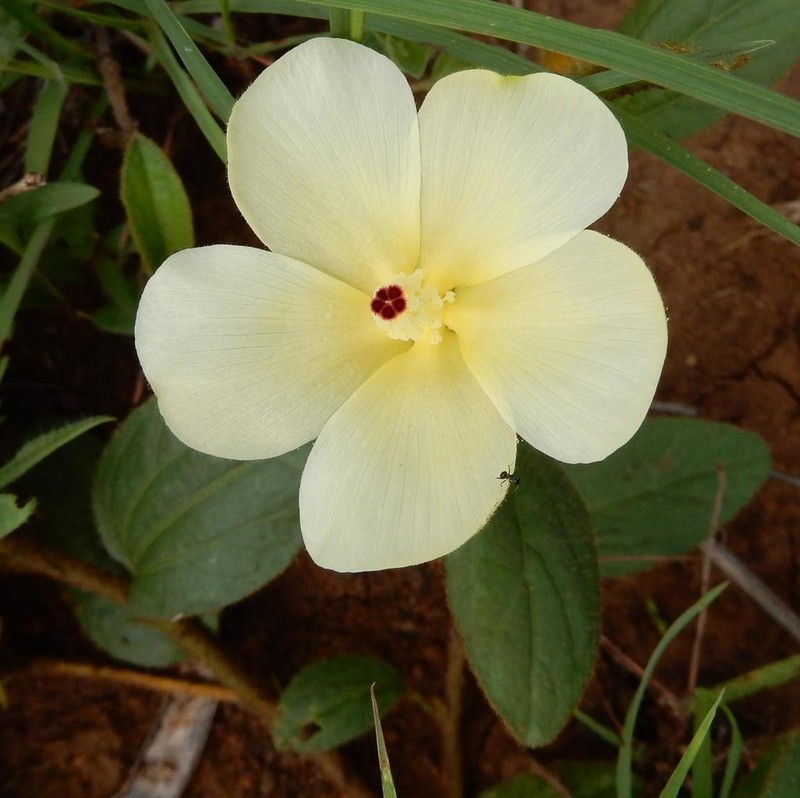 Hibiscus aethiopicus photo 5