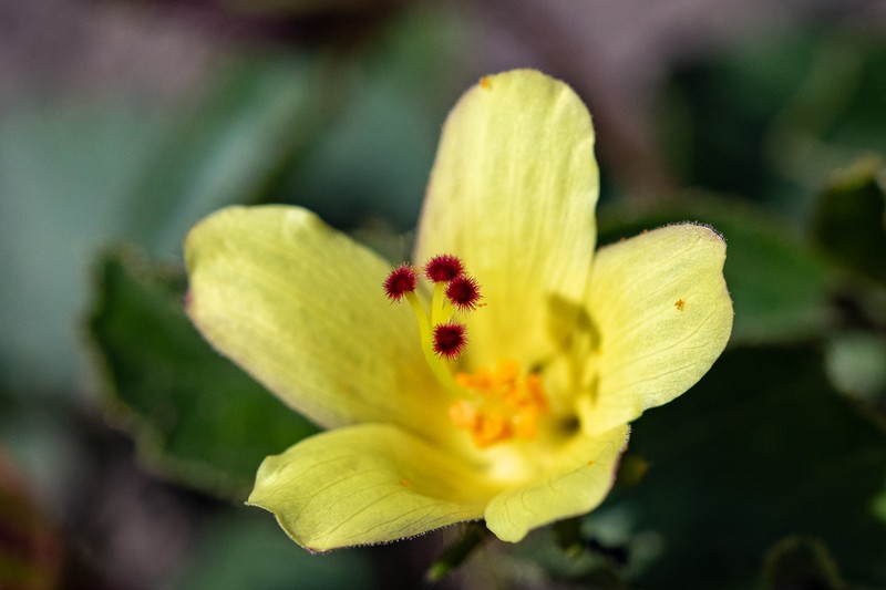 Hibiscus aethiopicus photo 6
