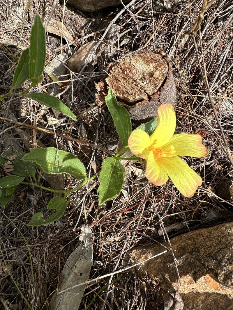Hibiscus aethiopicus var. aethiopicus