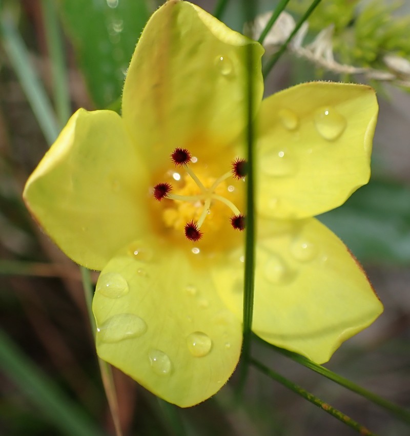 Hibiscus aethiopicus var. aethiopicus photo 3