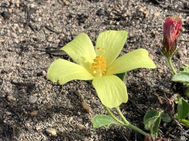 Hibiscus aethiopicus var. aethiopicus photo 4