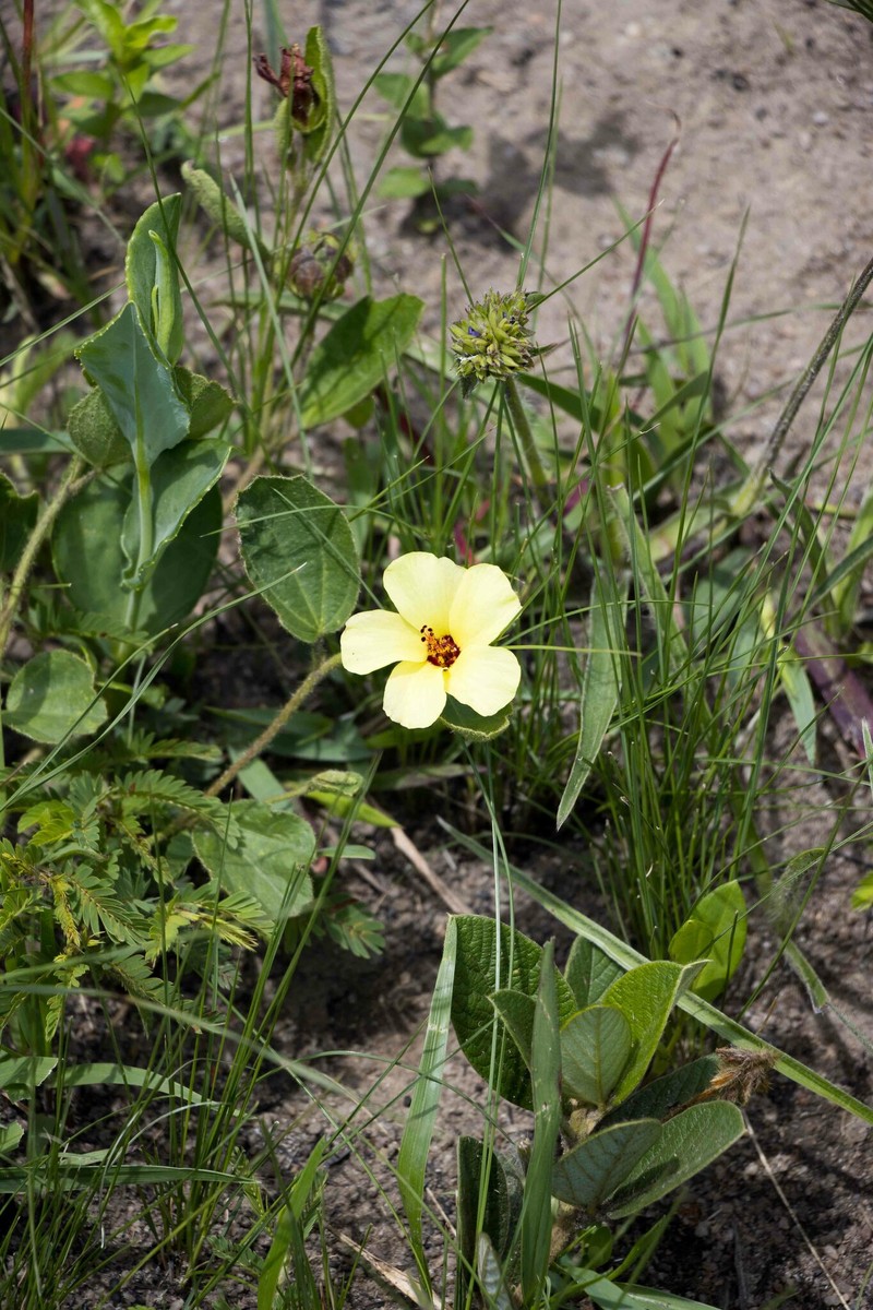 Hibiscus aethiopicus var. aethiopicus photo 5