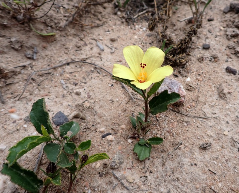 Hibiscus aethiopicus var. aethiopicus photo 6