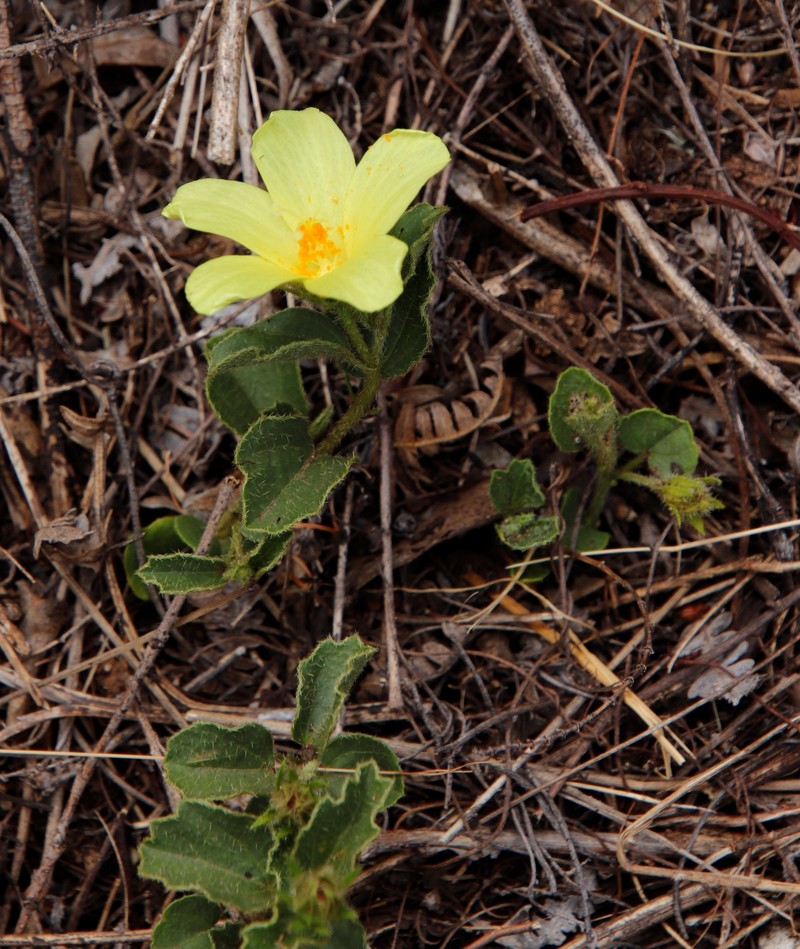 Hibiscus aethiopicus var. aethiopicus photo 8