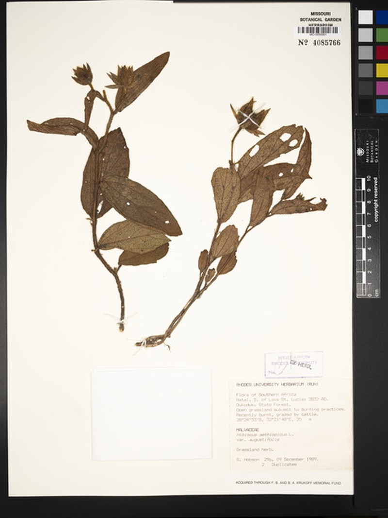 Hibiscus aethiopicus var. angustifolius