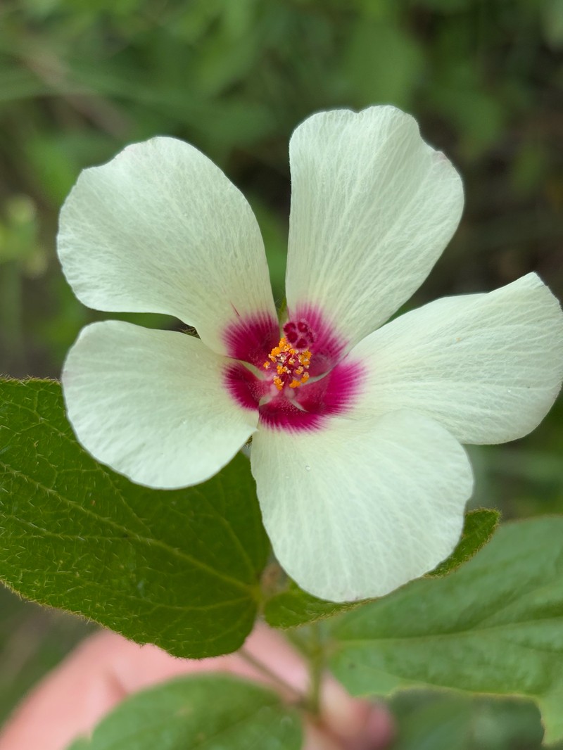 Hibiscus aethiopicus var. ovatus