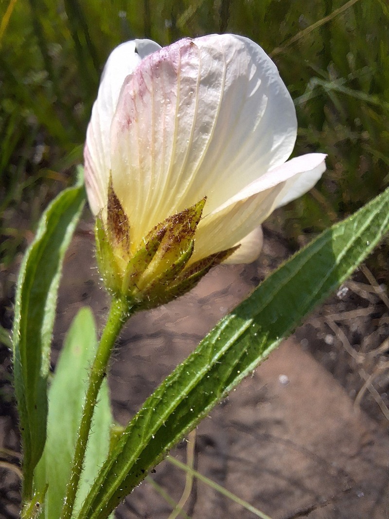 Hibiscus aethiopicus var. ovatus photo 3