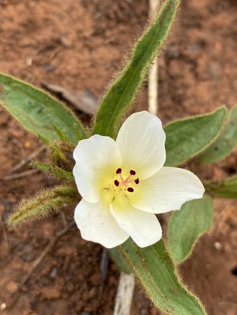 Hibiscus aethiopicus var. ovatus photo 4