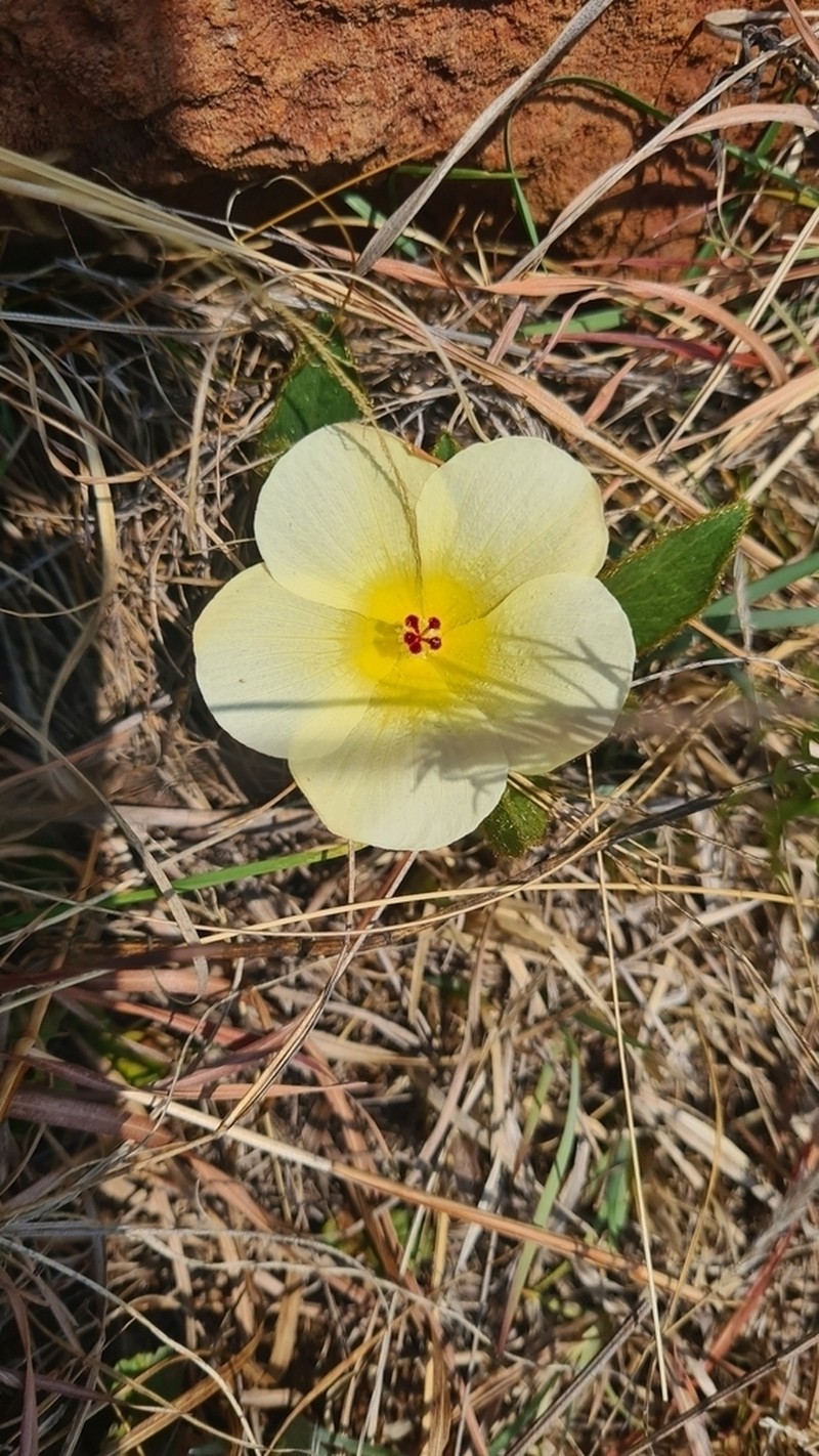 Hibiscus aethiopicus var. ovatus photo 6