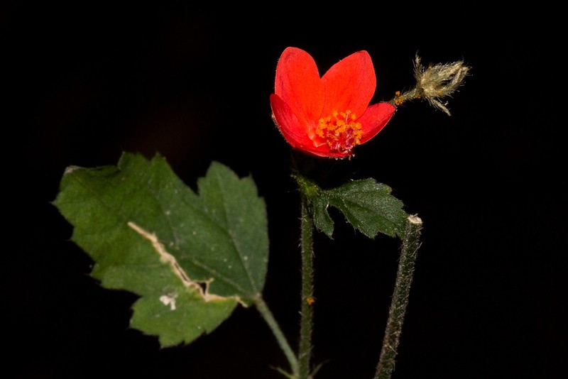 Hibiscus allenii