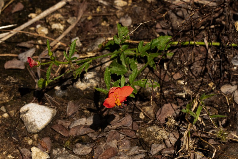Hibiscus allenii photo 3