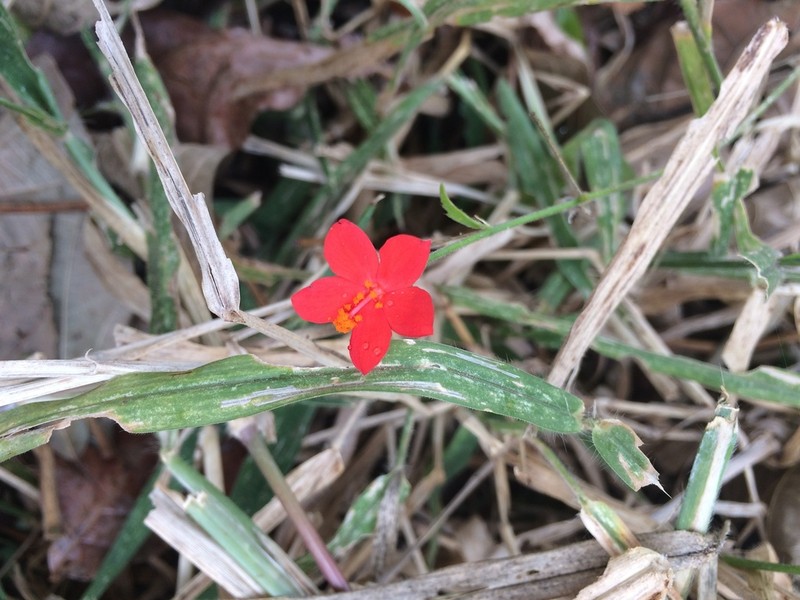 Hibiscus allenii photo 6