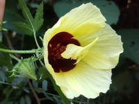 Hibiscus altissimus