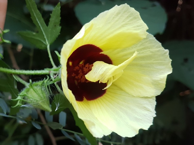 Hibiscus altissimus
