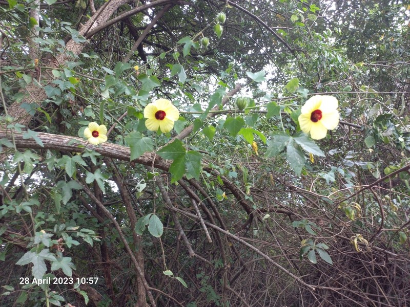 Hibiscus altissimus photo 2