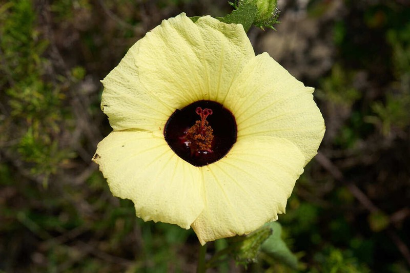 Hibiscus altissimus photo 3