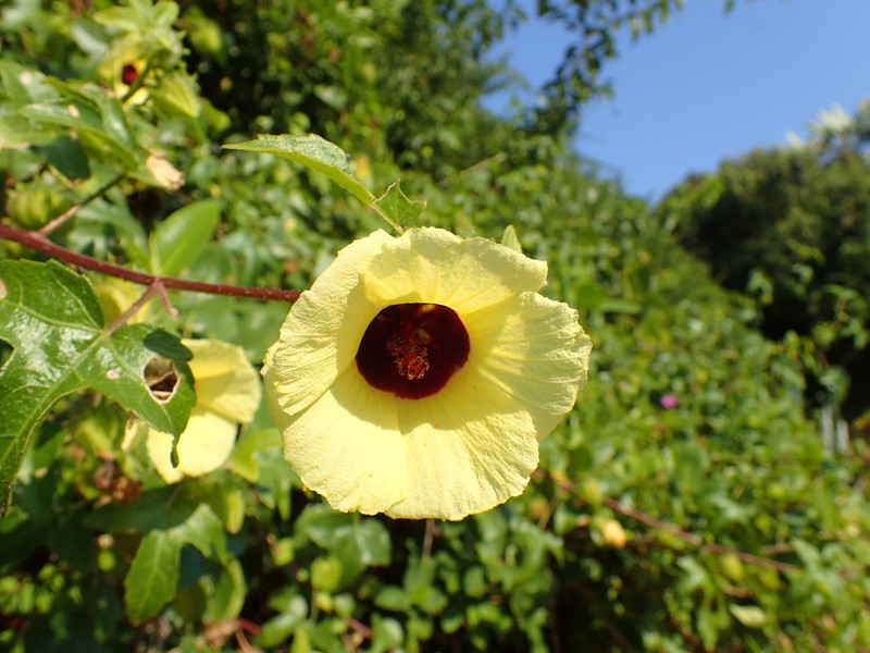 Hibiscus altissimus photo 4
