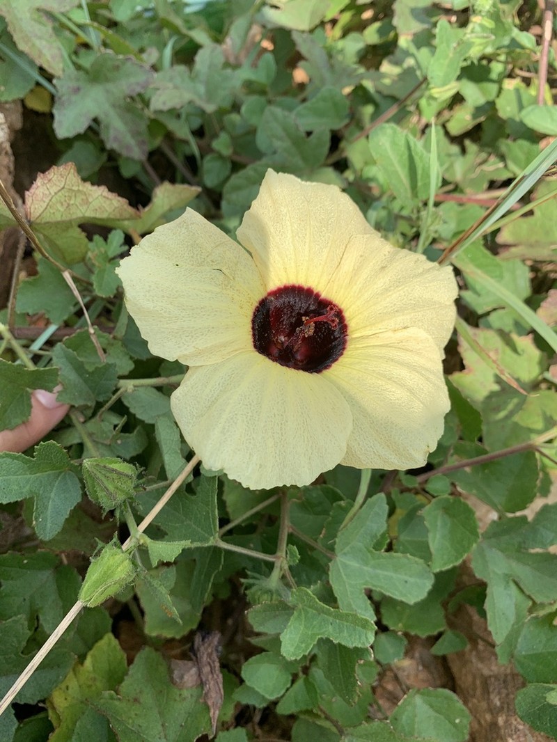 Hibiscus altissimus photo 5