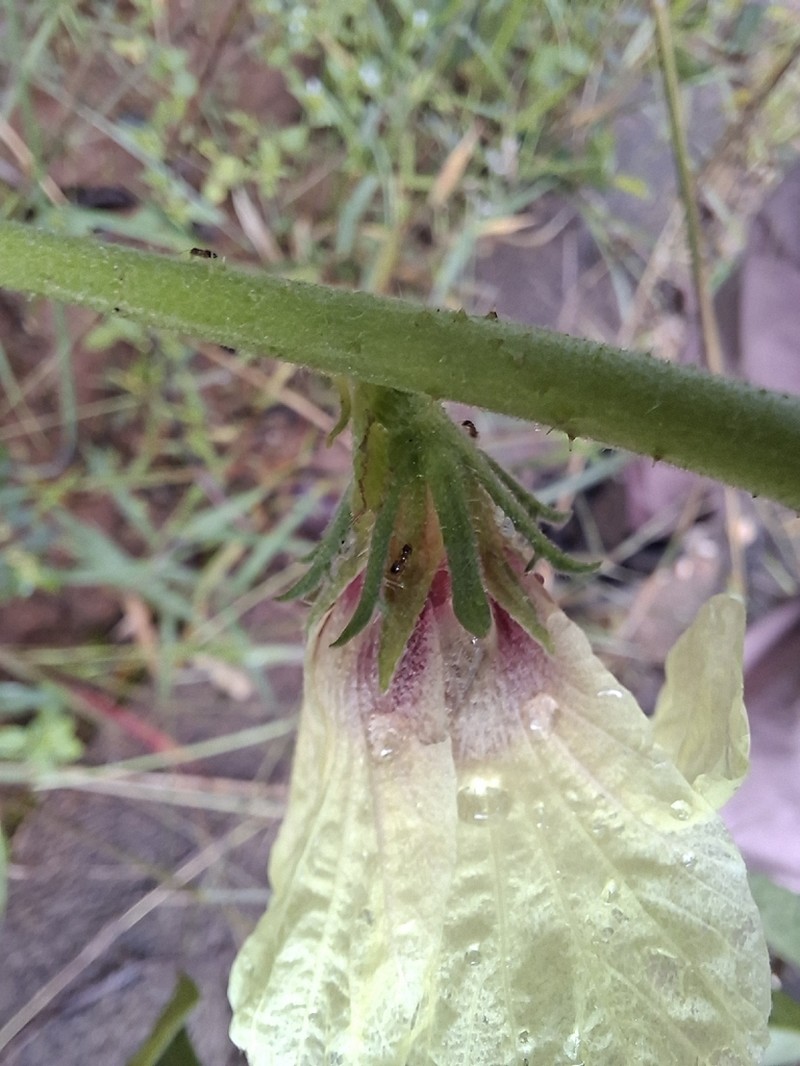 Hibiscus altissimus photo 7