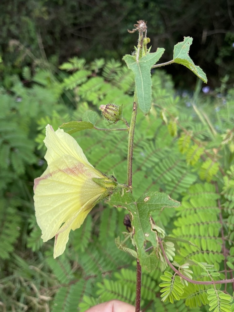 Hibiscus altissimus photo 8